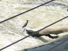 Ardea herodias