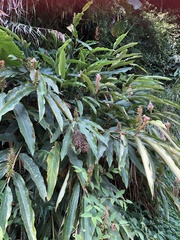 Alpinia kawakamii