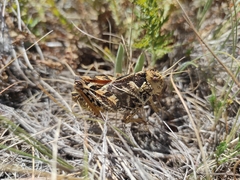 Prionotropis hystrix