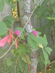 Clematis glaucophylla