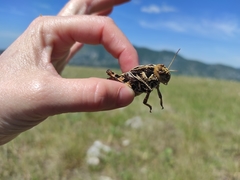 Prionotropis hystrix