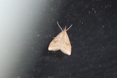 Udea profundalis