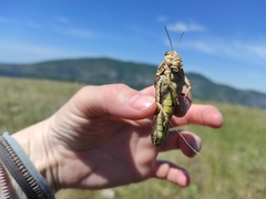 Prionotropis hystrix