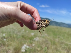 Prionotropis hystrix