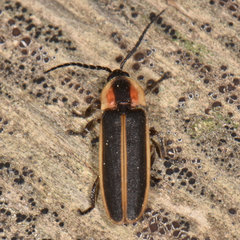 Photinus indictus