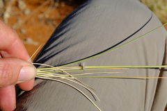 Stipagrostis ciliata