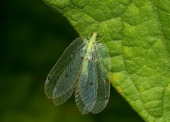 Ankylopteryx octopunctata