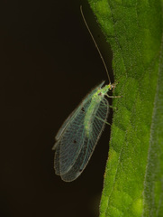 Ankylopteryx octopunctata