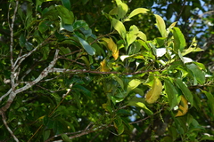Helicia rengetiensis