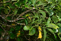 Helicia rengetiensis