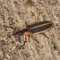 Photinus indictus