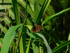 Polytremis lubricans