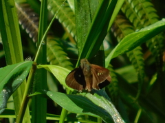 Polytremis lubricans