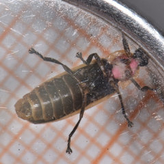 Photinus indictus