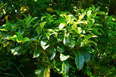 Helicia rengetiensis