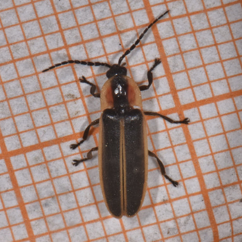 Silent Firefly photo 4
