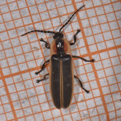 Photinus indictus