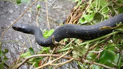 Nerodia fasciata × clarkii