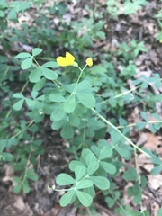 Baptisia tinctoria