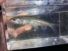 Notropis hudsonius
