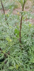 Artemisia
