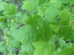 Cronartium ribicola