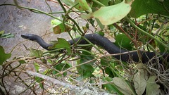 Nerodia fasciata × clarkii