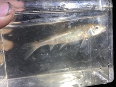 Notropis hudsonius