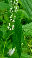 Leonurus quinquelobatus