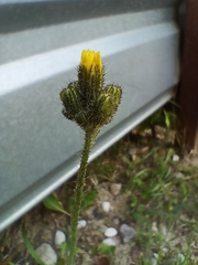 Pilosella caespitosa