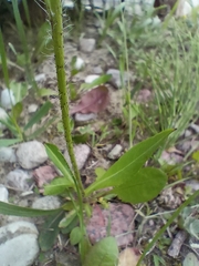 Pilosella caespitosa
