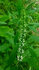 Leonurus quinquelobatus