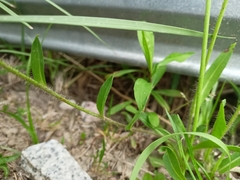 Pilosella caespitosa