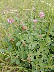 Trifolium pratense