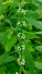 Leonurus quinquelobatus