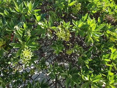 Heliotropium arboreum