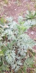 Artemisia sieversiana