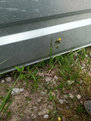 Pilosella caespitosa