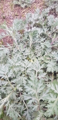 Artemisia sieversiana