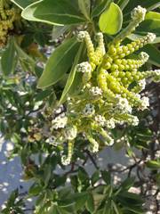 Heliotropium arboreum