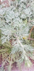 Artemisia sieversiana