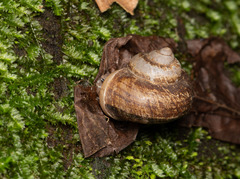 Cyclophorus moellendorffi