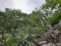 Heliotropium arboreum