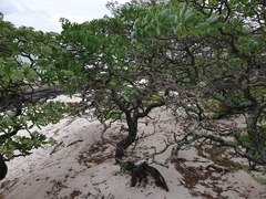 Heliotropium arboreum