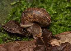 Cyclophorus moellendorffi