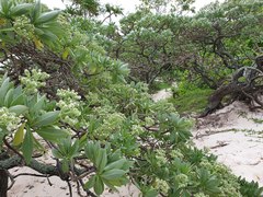 Heliotropium arboreum