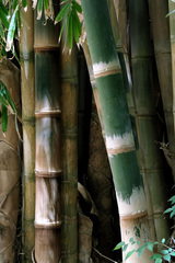 Dendrocalamus asper