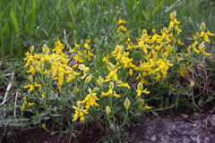 Genista germanica