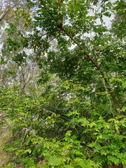 Averrhoa carambola