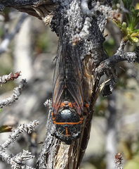 Platypedia mohavensis